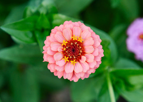 Lilliput Mix - Zinnia Seeds