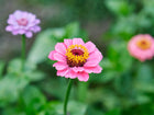 Vibrant pink Lilliput Mix Zinnia flowers with yellow centers blooming in a garden.