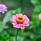 Vibrant pink Lilliput Mix Zinnia flowers with yellow centers blooming in a garden.