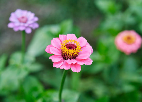 Lilliput Mix - Zinnia Seeds