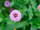 Top-down view of a light purple Lilliput Mix Zinnia bloom with a pompon shape surrounded by green foliage.