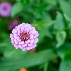 Top-down view of a light purple Lilliput Mix Zinnia bloom with a pompon shape surrounded by green foliage.