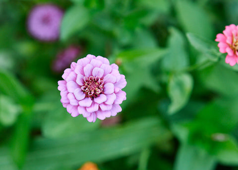 Lilliput Mix - Zinnia Seeds