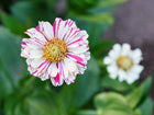 Peppermint Stick zinnia flower with white petals featuring bright pink stripes and a yellow center in a garden.
