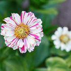 Peppermint Stick zinnia flower with white petals featuring bright pink stripes and a yellow center in a garden.
