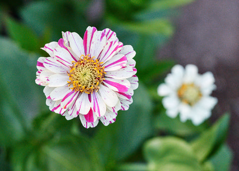 Peppermint Stick - Zinnia Seeds