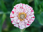 Peppermint Stick zinnia flower with white petals featuring vibrant red stripes and a yellow center against a green background.