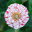 Peppermint Stick zinnia flower with white petals featuring vibrant red stripes and a yellow center against a green background.