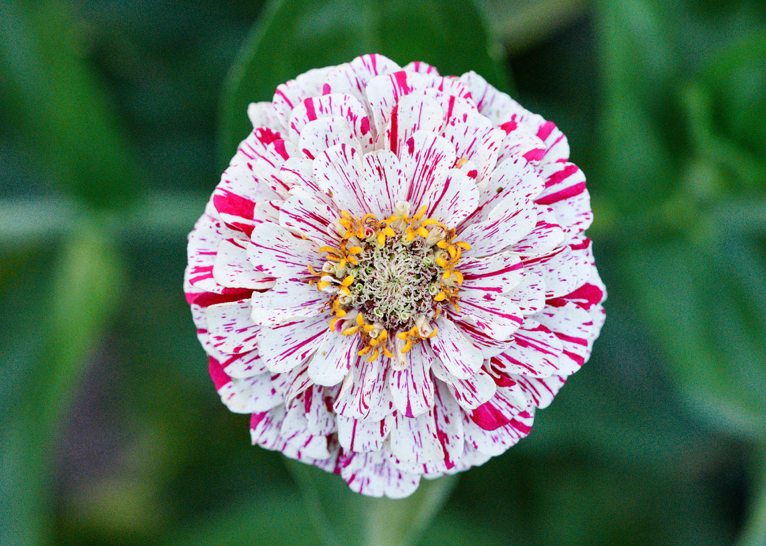 Peppermint Stick - Zinnia Seeds