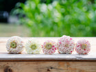 Five Peppermint Stick zinnia flowers with red-striped and flecked petals lined up on a wooden surface.