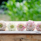 Five Peppermint Stick zinnia flowers with red-striped and flecked petals lined up on a wooden surface.