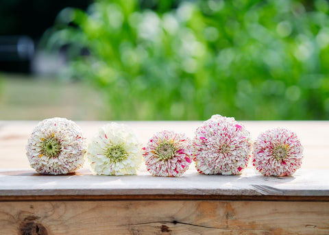 Peppermint Stick - Zinnia Seeds