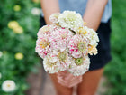 Person holding a bouquet of Peppermint Stick zinnias with striped and flecked pink, red, and cream petals.