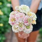 Person holding a bouquet of Peppermint Stick zinnias with striped and flecked pink, red, and cream petals.