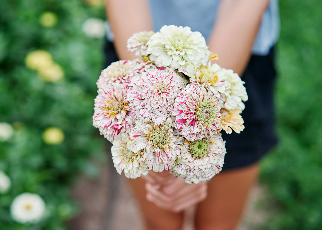 Peppermint Stick - Zinnia Seeds