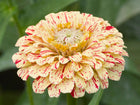 Peppermint Stick zinnia flower with creamy yellow petals featuring red stripes and flecks.