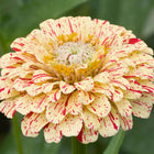 Peppermint Stick zinnia flower with creamy yellow petals featuring red stripes and flecks.