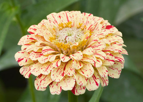 Peppermint Stick - Zinnia Seeds