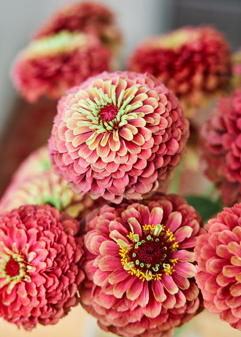 Flower Seeds
