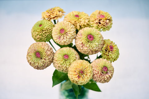 Flower Seeds