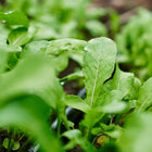 Fresh green Roquette arugula leaves with water droplets growing in a garden bed.
