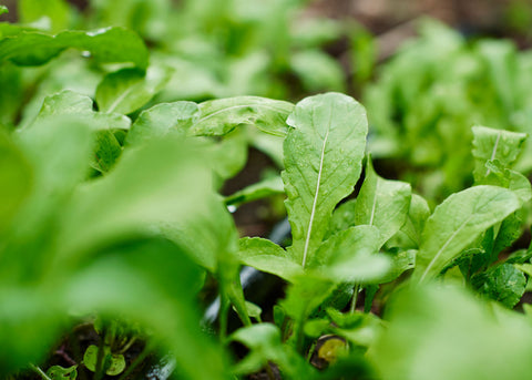 Heirloom Seeds_Arugula Roquette_Bucktown Seed Company-04