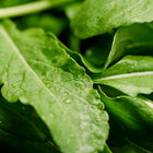 Close-up of fresh, vibrant green Roquette arugula leaves with visible water droplets on their textured surfaces.