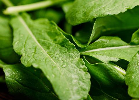 Heirloom Seeds_Arugula Roquette_Bucktown Seed Company-01