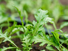 Young Wild Rocket arugula plants with deeply serrated, bright green leaves growing in garden soil.