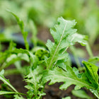 Young Wild Rocket arugula plants with deeply serrated, bright green leaves growing in garden soil.