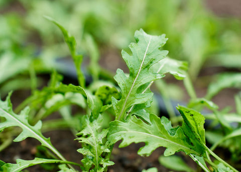 Heirloom Seeds_Arugula Wild_Bucktown Seed Company-02