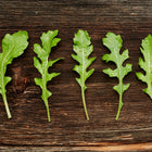 Five fresh, dew-covered Wild Rocket arugula leaves arranged in a row on a dark, weathered wooden surface.