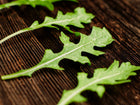 Fresh green Wild Rocket arugula leaves with water droplets arranged on a dark, rustic wooden surface.