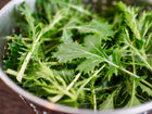Freshly harvested Mizuna mustard greens with feathery, serrated leaves in a stainless steel colander.