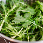 Freshly harvested Mizuna mustard greens with feathery, serrated leaves in a stainless steel colander.