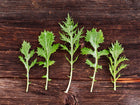 Five feathery, deeply cut Mizuna mustard green leaves arranged in a row on a dark, rustic wooden surface.