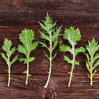 Five feathery, deeply cut Mizuna mustard green leaves arranged in a row on a dark, rustic wooden surface.