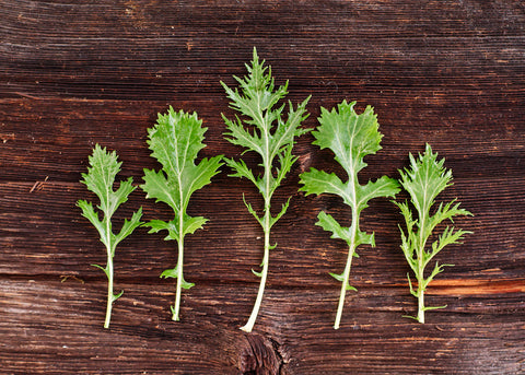 Heirloom Seeds_Asian Greens Mizuna_Bucktown Seed Company-03