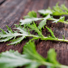 Fresh feathery Mizuna leaves with deeply cut green edges arranged on a rustic dark wooden surface.