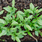 Young Cinnamon basil plants with green leaves and dark purple stems growing in dark garden soil.