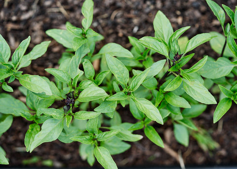 Cinnamon Basil_Herb Seeds_Bucktown Seed Company_02