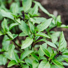 Cinnamon basil plant with vibrant green leaves and dark purple stems growing in garden soil.