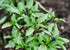 Cinnamon Basil_Herb Seeds_Bucktown Seed Company_01