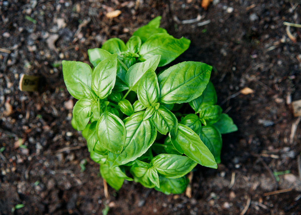 Italian Genovese Basil Seeds Organic Bucktown Seed Company