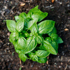 Young Italian Genovese basil plant with broad, glossy green leaves growing in dark garden soil.