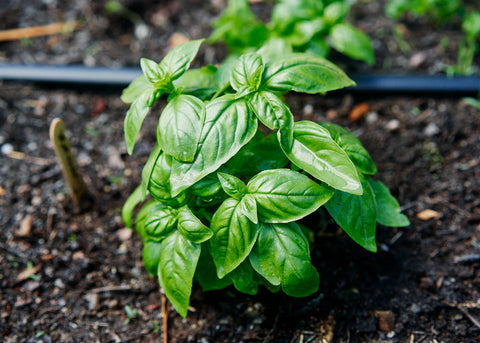 Heirloom Seeds_Basil_Genovese_Bucktown Seed Company-03