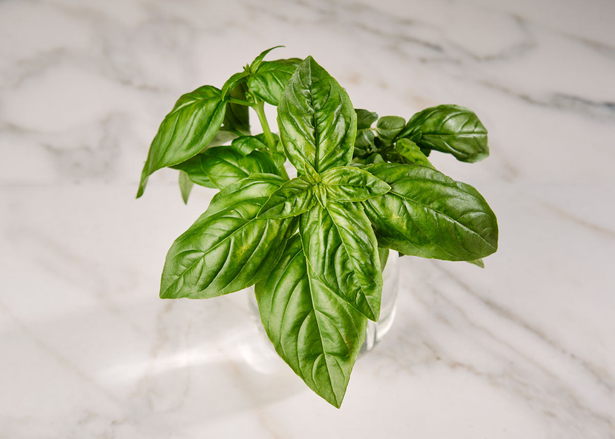 Heirloom Seeds_Basil_Genovese_Bucktown Seed Company-03