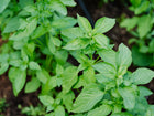 Vibrant green Lemon basil plants growing in dark garden soil.