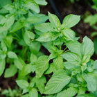 Vibrant green Lemon basil plants growing in dark garden soil.
