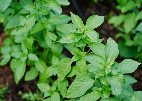 Heirloom Seeds_Basil_Mrs. Burns Lemon_Bucktown Seed Company-04